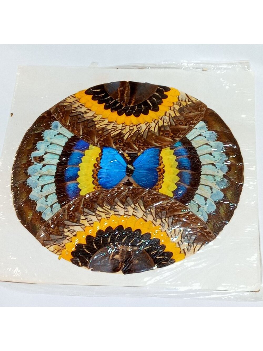 Butterfly Wing Folk Art 17 x 17 Vintage Collage Mosaic Insect Bug Taxidermy B13